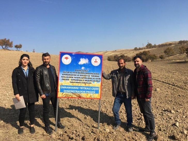 Tunceli’de tritikale demonstrasyonu için ekimler yapıldı G1
