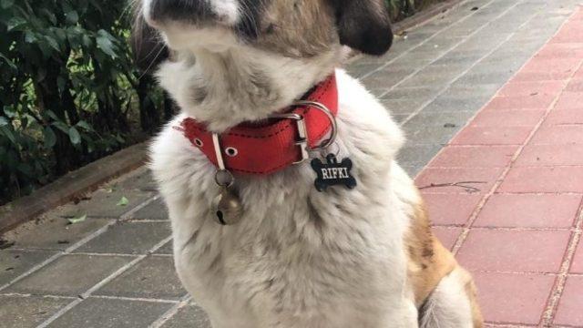 Küskün dosta özel kulübe