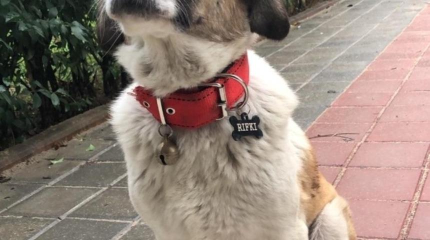 K&uuml;sk&uuml;n dosta &ouml;zel kul&uuml;be