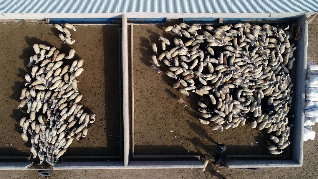 Van'dan Katar'a k&uuml;&ccedil;&uuml;kbaş ihracatı