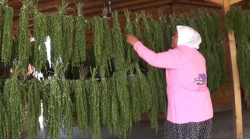 Moringa bitkisi ekonomiye 500 bin TL katkı sağladı