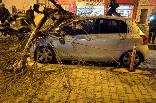 Tekirdağ'da dev ağaç, otomobilin üzerine devrildi (2)