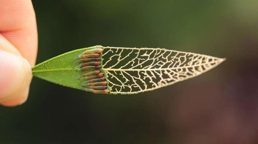 40 yılda bir şanslıysanız görebileceğiniz 22 ilginç şey!