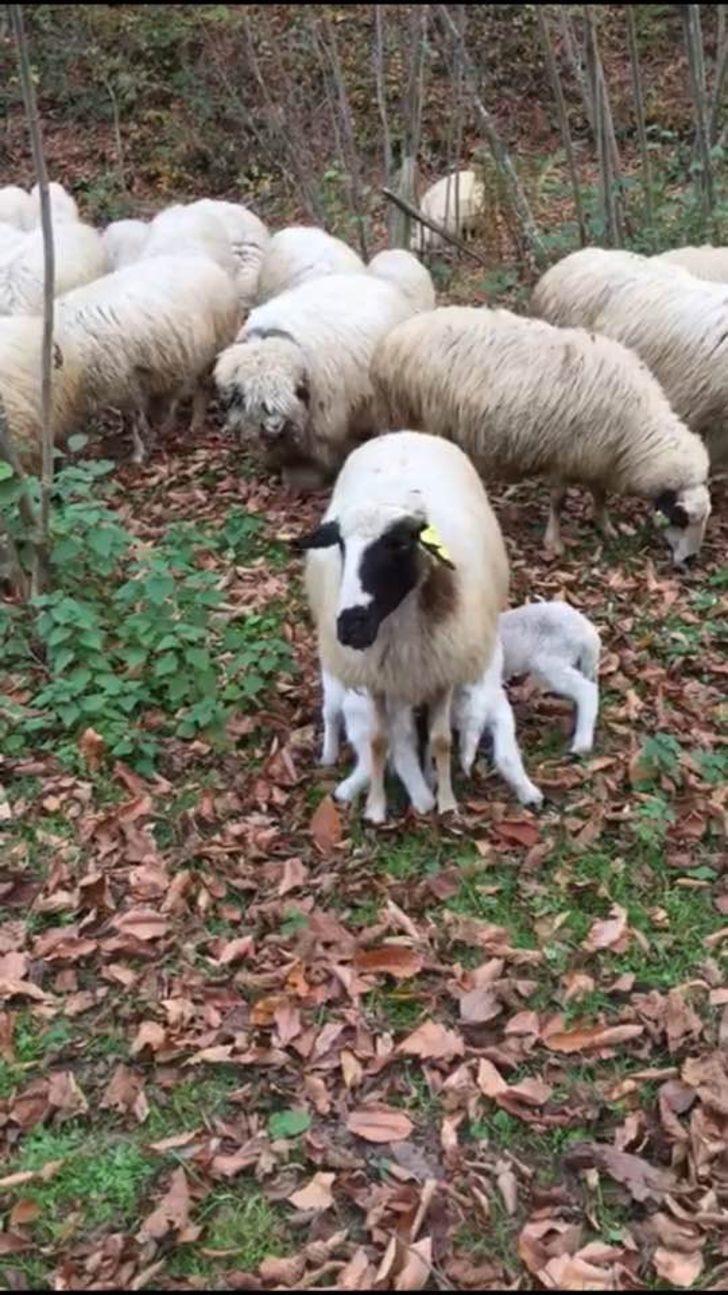 Ordu’da Hilmi Güler’in projesi meyvesini veriyor G3