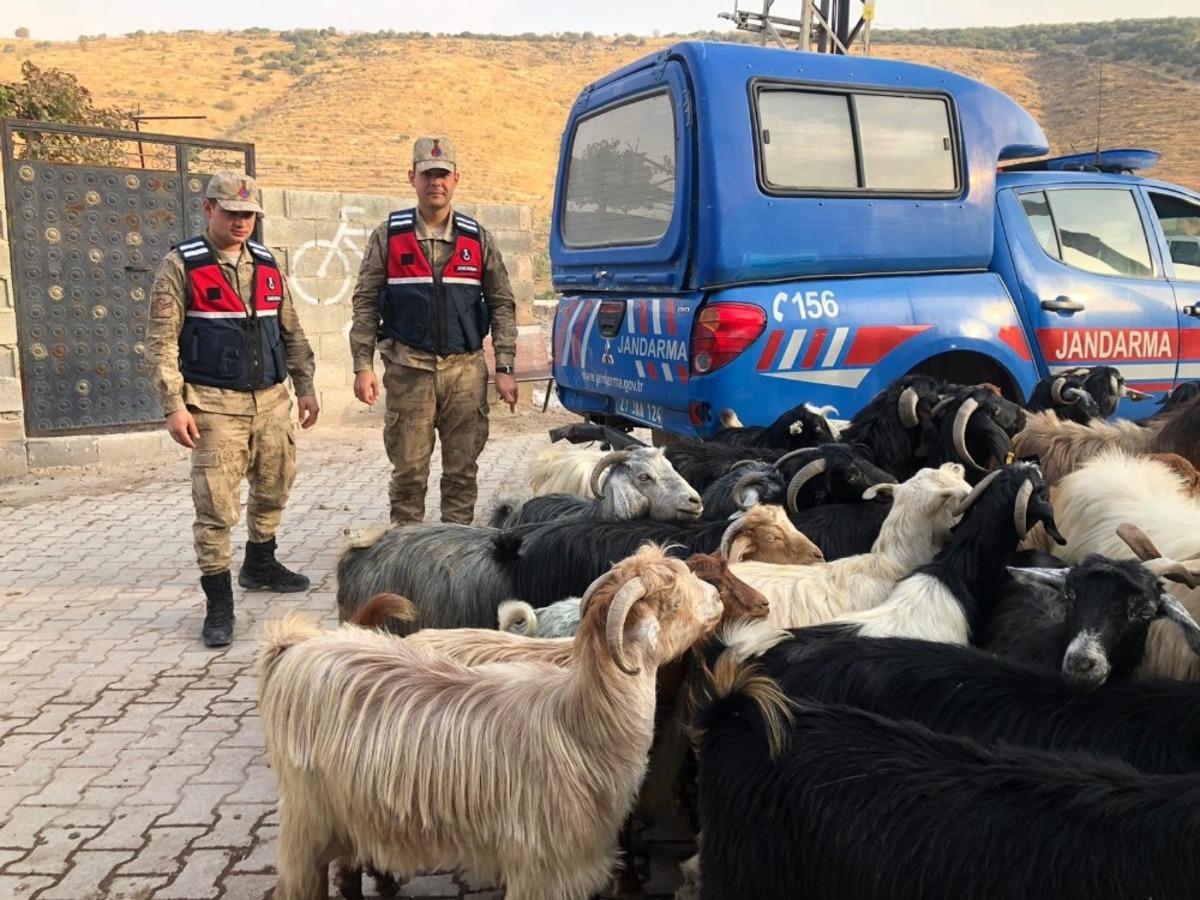 Kayıp k&uuml;&ccedil;&uuml;kbaş hayvanları jandarma buldu