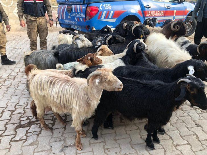 Kayıp küçükbaş hayvanları jandarma buldu G2