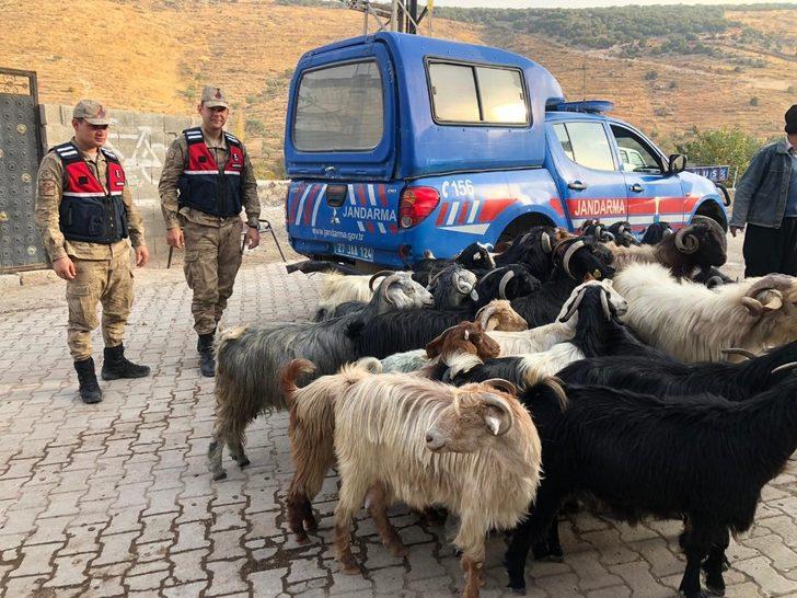 Kayıp küçükbaş hayvanları jandarma buldu G3