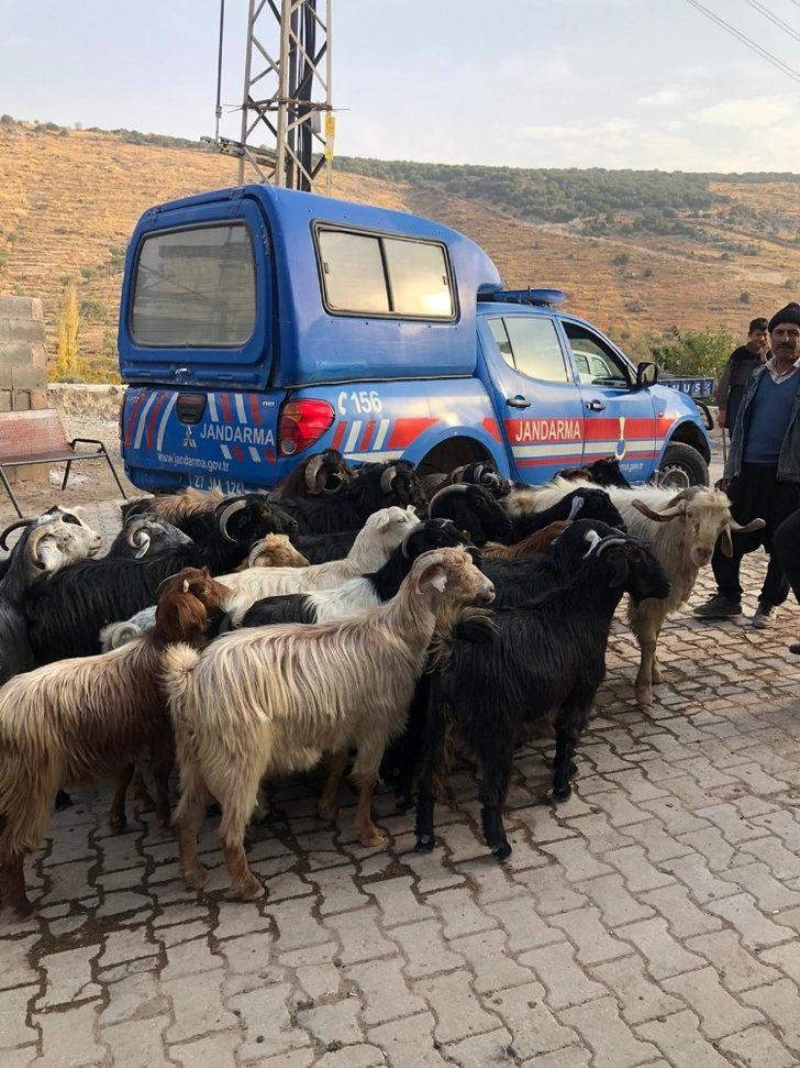 Kayıp küçükbaş hayvanları jandarma buldu G4