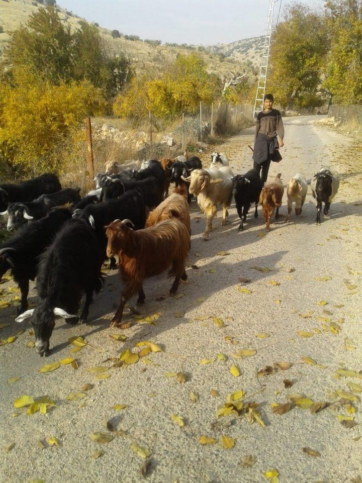 Kayıp küçükbaş hayvanları jandarma buldu G5