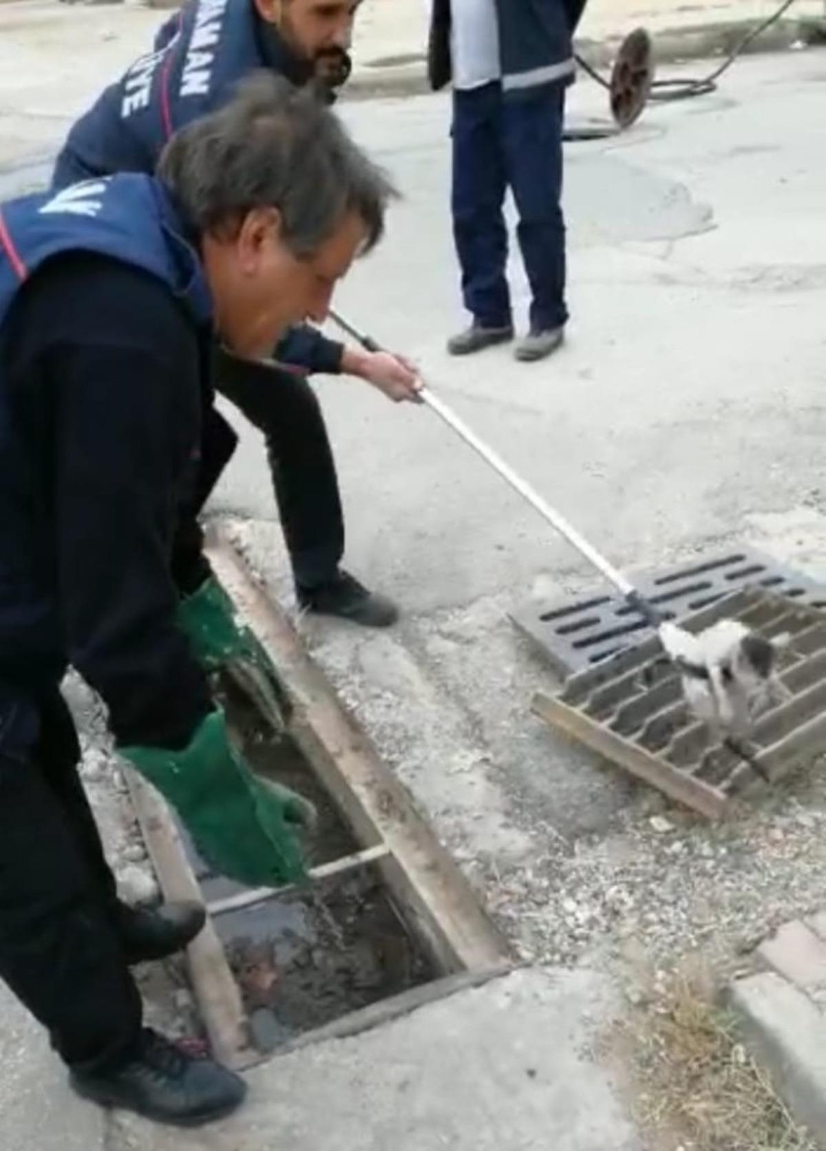 Yavru kedi mazgallardan drenaj kanalına d&uuml;şt&uuml;