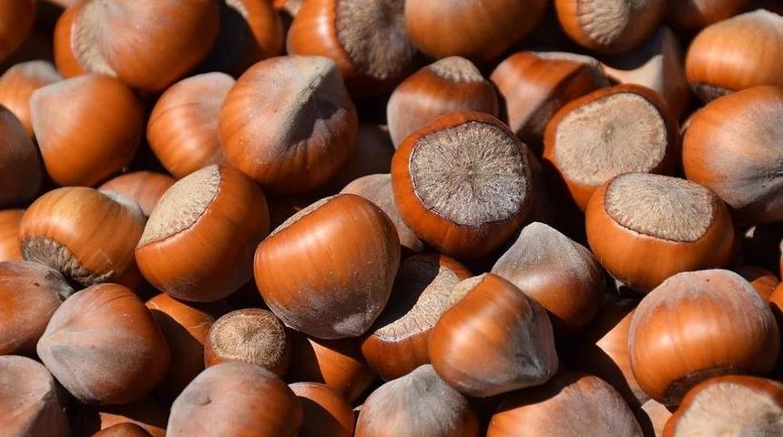 "Kavrulmamış fındık tüketin" önerisi