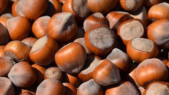 Kavrulmamış fındık tüketin önerisi