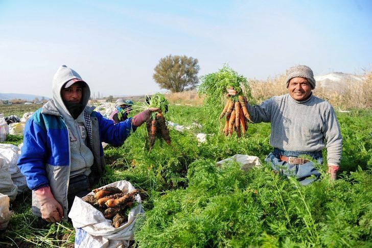 (Özel) Tarladan pazara havucun hikayesi G2