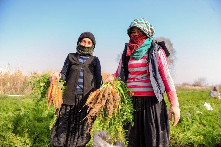 (Özel) Tarladan pazara havucun hikayesi G3