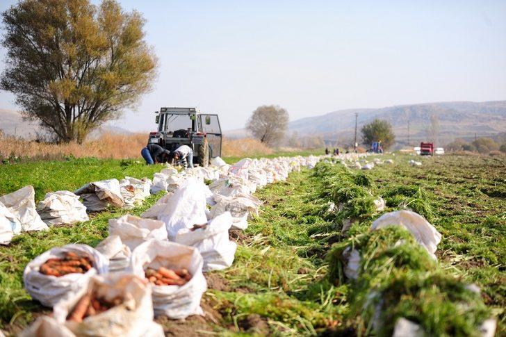 (Özel) Tarladan pazara havucun hikayesi G5