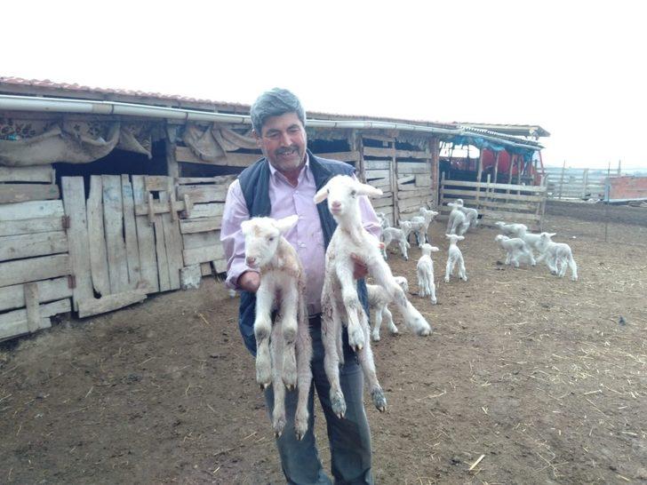 Balıkesir'de anne diye meliyen kuzu! Doğumda annesini kaybetmiş... G2