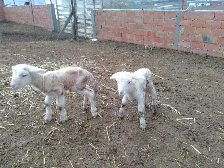 Balıkesir'de anne diye meliyen kuzu! Doğumda annesini kaybetmiş... G3