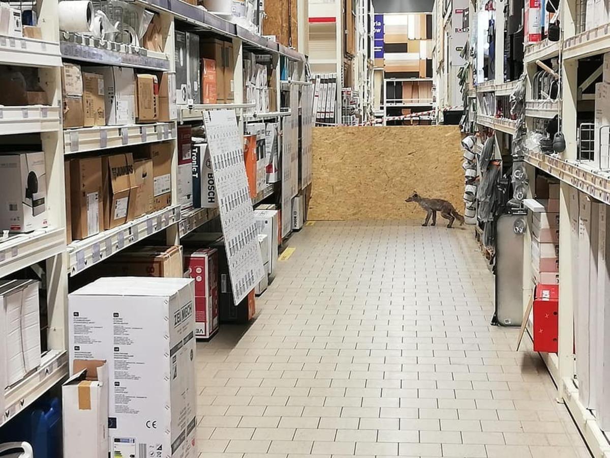 Polonya&rsquo;da hasta tilki, alışveriş merkezine girdi