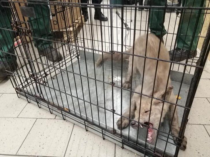 Polonya’da hasta tilki, alışveriş merkezine girdi G4