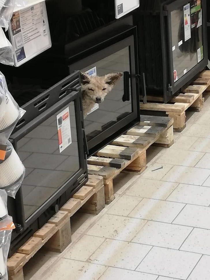Polonya’da hasta tilki, alışveriş merkezine girdi G5