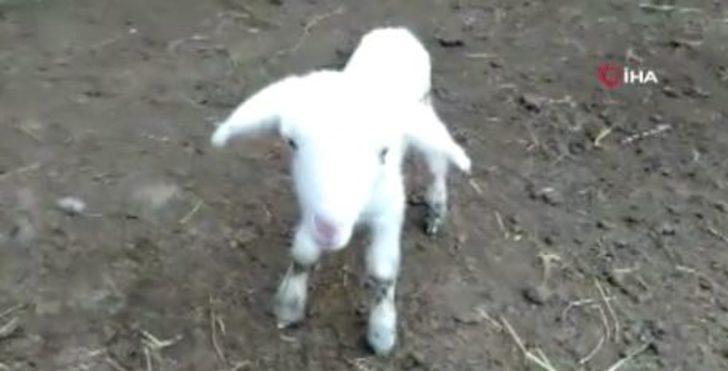 Balıkesir'de anne diye meliyen kuzu! Doğumda annesini kaybetmiş... G4