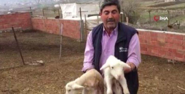 Balıkesir'de anne diye meliyen kuzu! Doğumda annesini kaybetmiş... G5