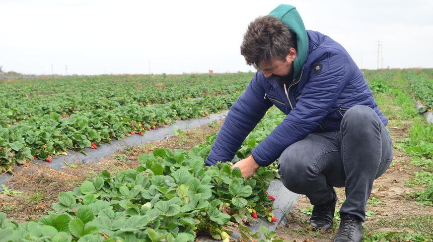  Kariyerini bıraktı, Kasım ayında doğal çilek yetiştirmeye başladı