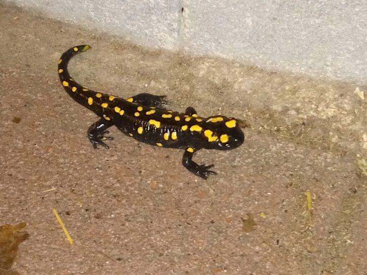 Malatya'da evinin önünde semender gördü, hemen telefona sarıldı G2