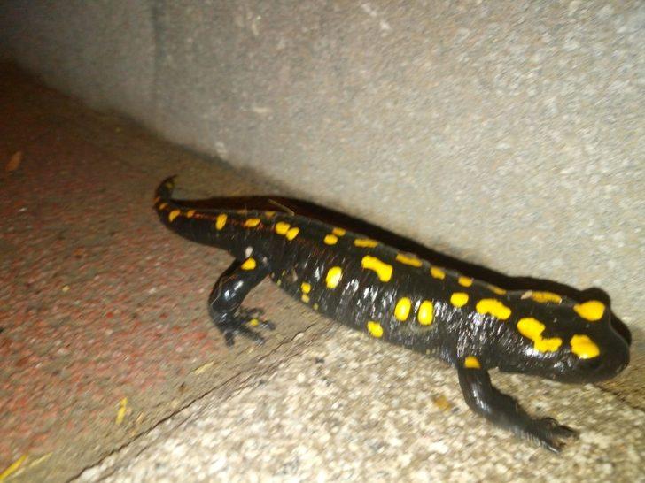 Malatya'da evinin önünde semender gördü, hemen telefona sarıldı G3