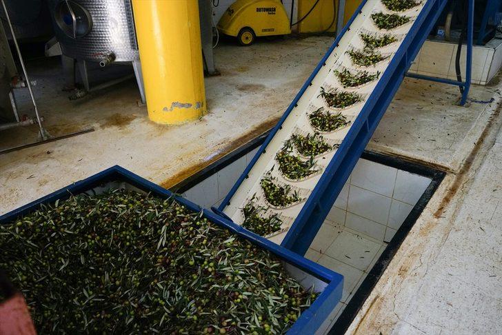 Zeytin çekirdeğinden üretilen çevreci yakıta talep artıyor G2