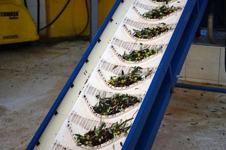 Zeytin çekirdeğinden üretilen çevreci yakıta talep artıyor G1