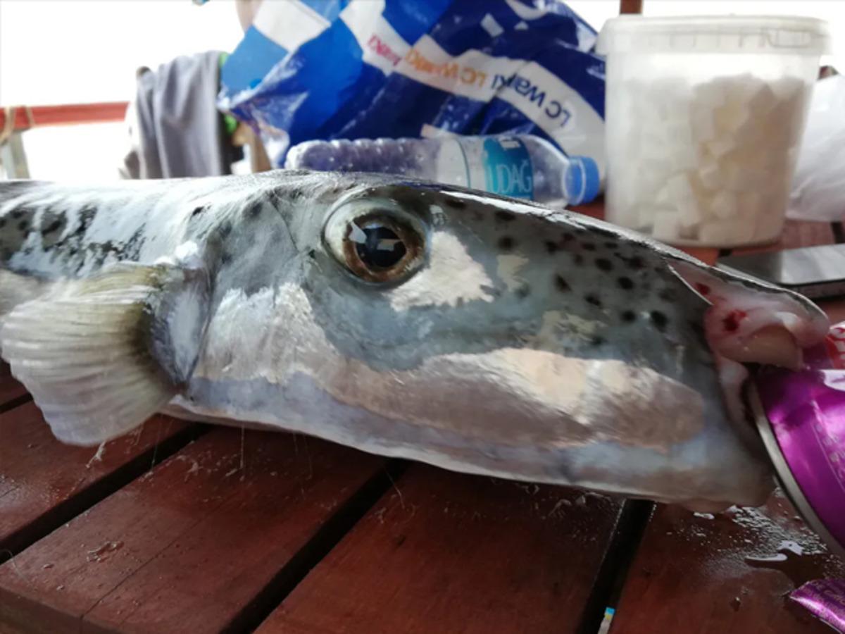 Balon balığı zehri siyan&uuml;rden 1200 kat daha g&uuml;&ccedil;l&uuml;: Yasaklanmalı