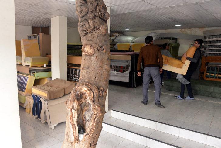 İş yerinin ortasında incir ağacı! Gören gözlerine inanamadı G1