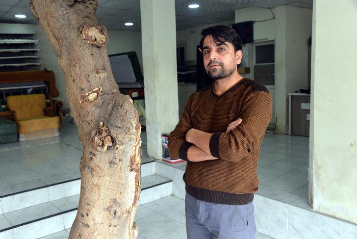 İş yerinin ortasında incir ağacı! Gören gözlerine inanamadı G3