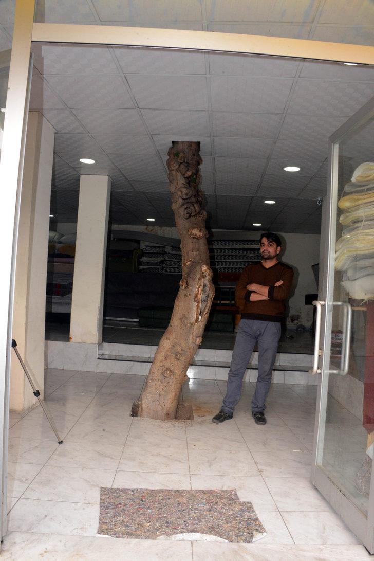 İş yerinin ortasında incir ağacı! Gören gözlerine inanamadı G4