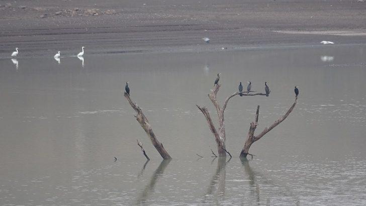 Su seviyesi 10 metre düştü! Ağaçlar ortaya çıktı G1