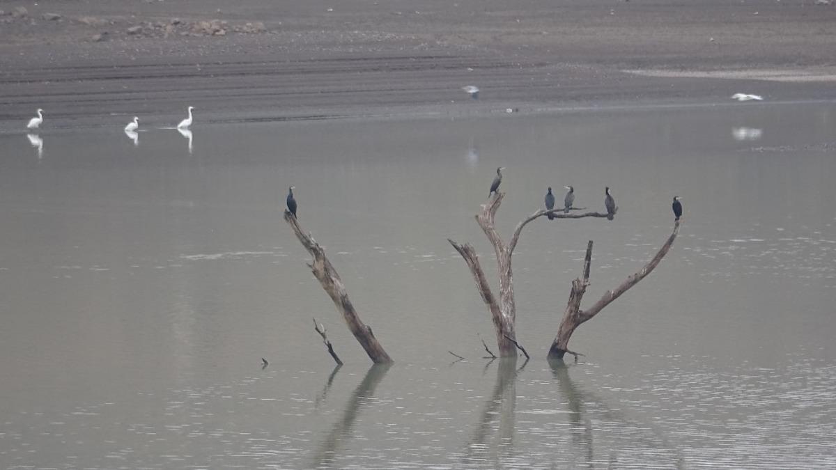 Su seviyesi 10 metre d&uuml;şt&uuml;! Ağa&ccedil;lar ortaya &ccedil;ıktı