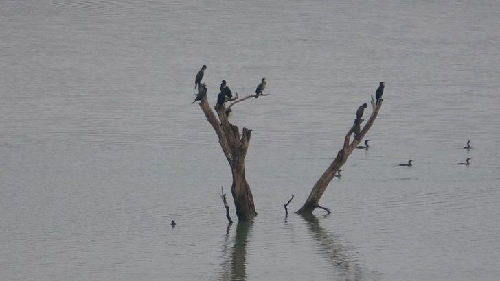 Su seviyesi 10 metre düştü! Ağaçlar ortaya çıktı G2