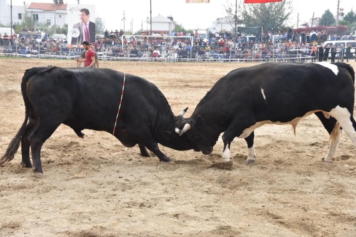 Boğalar, bu kez gaziler yararına g&uuml;reşecek