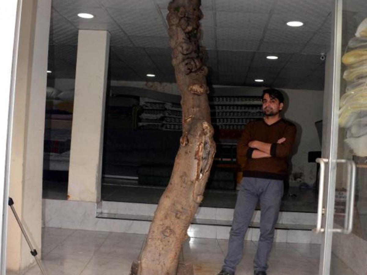 İş yerinin ortasında incir ağacı! G&ouml;ren g&ouml;zlerine inanamadı