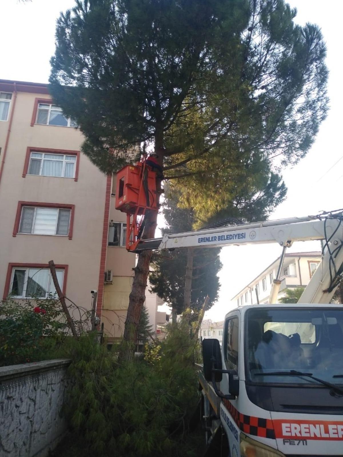 Erenler&rsquo;de ağa&ccedil; budama &ccedil;alışmaları devam ediyor