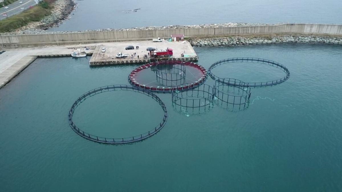 Rize&rsquo;de kafeslerde somon yetiştiriciliğine başlandı