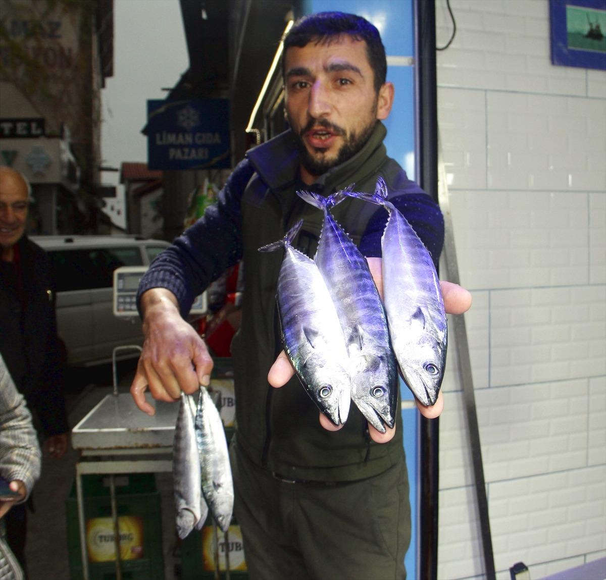 Sinop'ta palamut tekrar ağlara takılmaya başladı