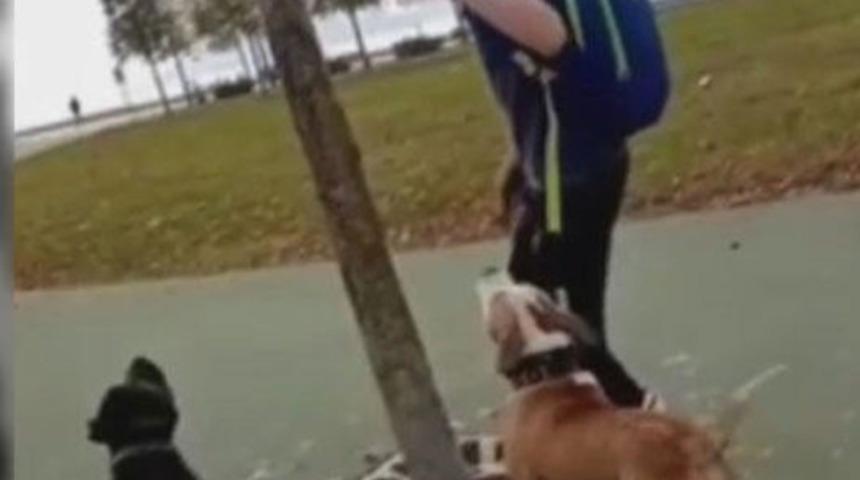 Maltepe'de kediyi k&ouml;peğe par&ccedil;alatmışlardı! Şoke eden ifade