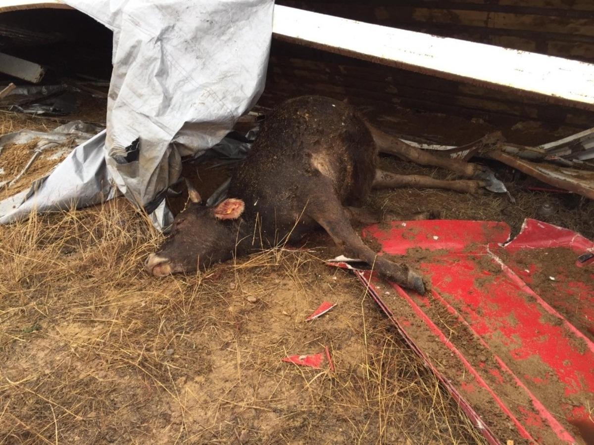 Sivas&rsquo;ta hayvan y&uuml;kl&uuml; tır devrildi