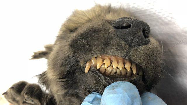 Köpek mi kurt mu olduğu belirlenemedi: 18 bin yıl önce donan yavrunun cesedi bilim dünyasını şaşırttı
