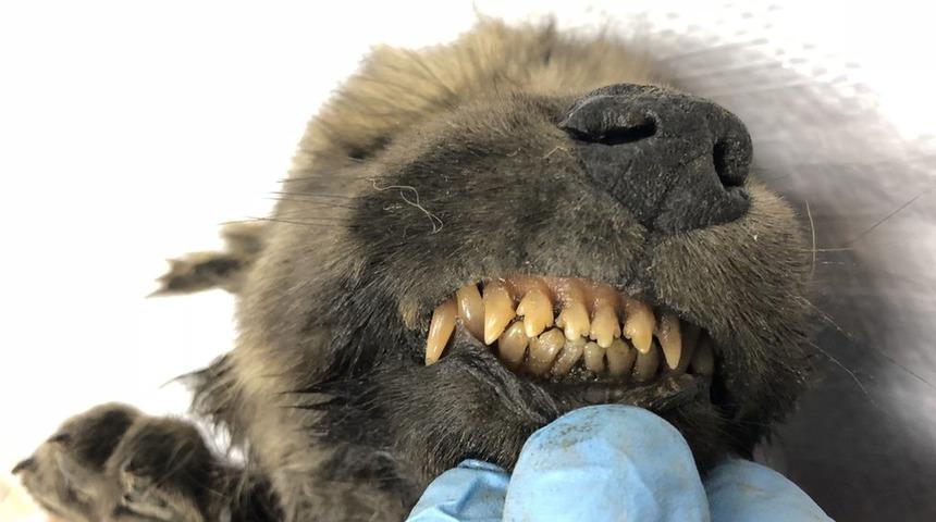 Köpek mi kurt mu olduğu belirlenemedi: 18 bin yıl önce donan yavrunun cesedi bilim dünyasını şaşırttı