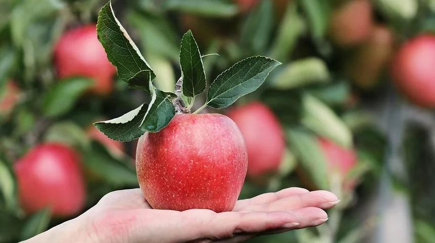 Prof. Dr. Hacı Ali Güleç: "Bir kase yoğurt yiyorsak, yanında elma da tüketin"