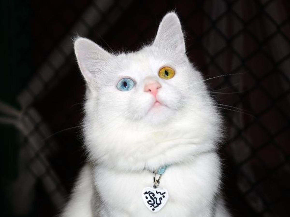 Van kedilerinin d&uuml;nya &ccedil;apında pop&uuml;lerliği arttı