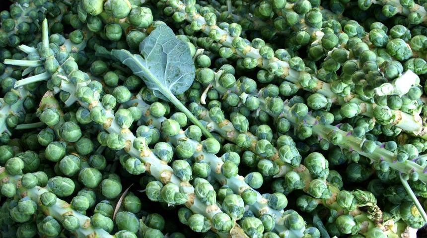 Kış sebzeleri şifa dağıtıyor: Karnabahar gribi, turp stresi önlüyor